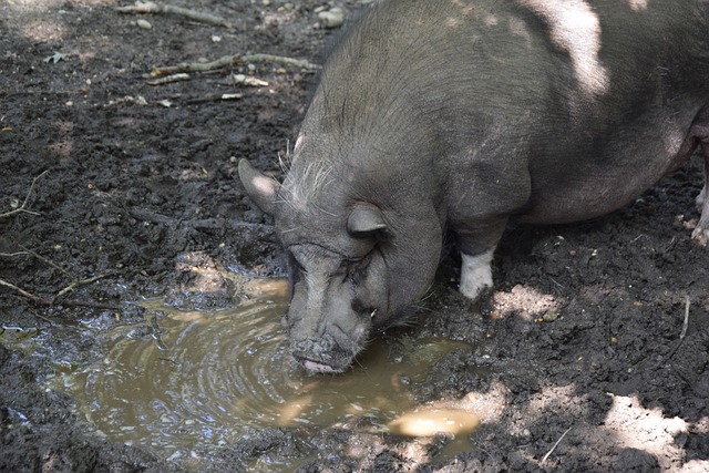 术指挥以来 术指挥以来